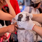 Más de 60 mil atenciones a caninos y felinos benefician a miles de familias vallenatas en el gobierno de Ernesto Orozco